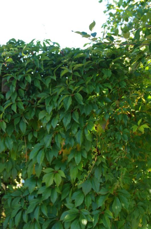 Plantenfiche-Parthenocissus-quinquefolia-var-engelmannii