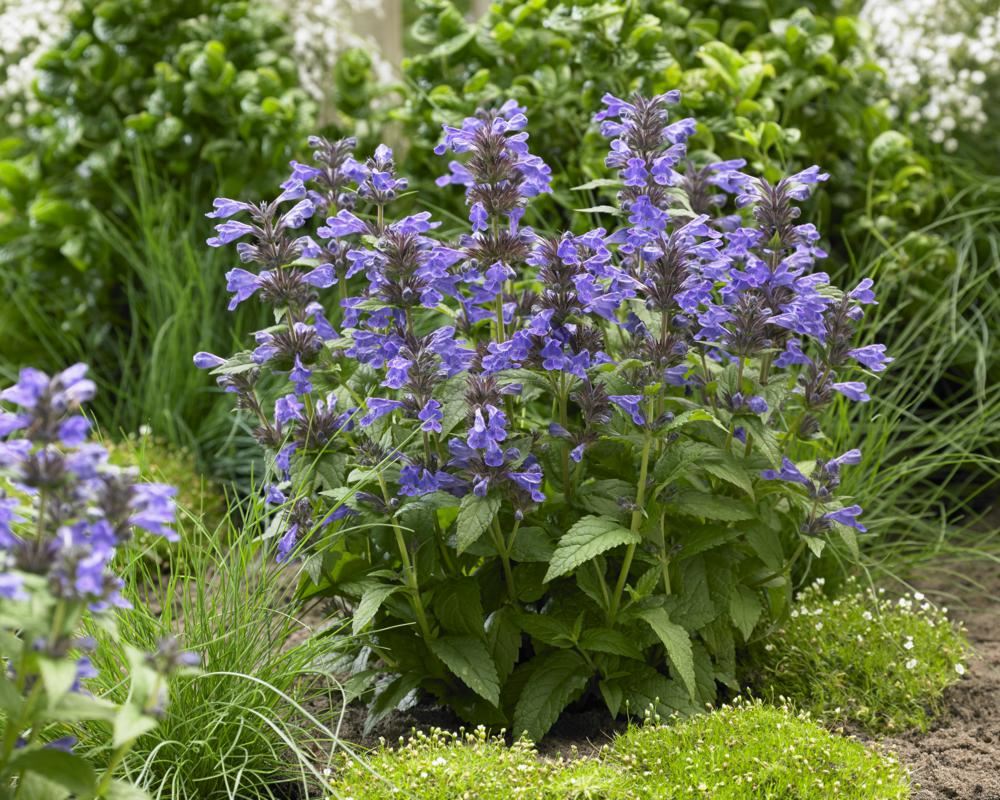 Plantenfiche-Nepeta-Bokratune-