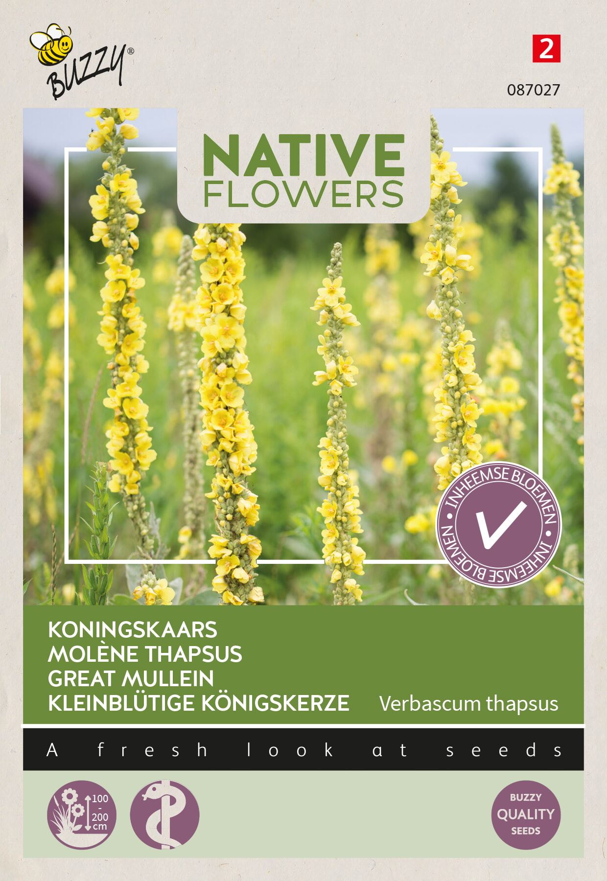Buzzy-Native-Flowers-Inheems-Verbascum-thapsus-Koningskaars