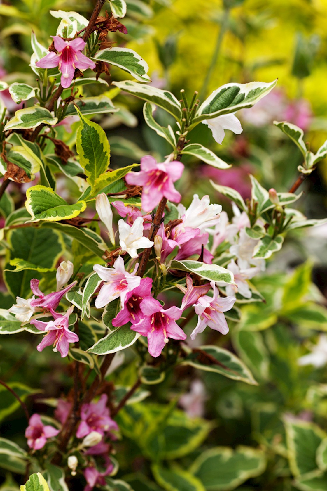 Plantenfiche-Weigela-Nana-Variegata-