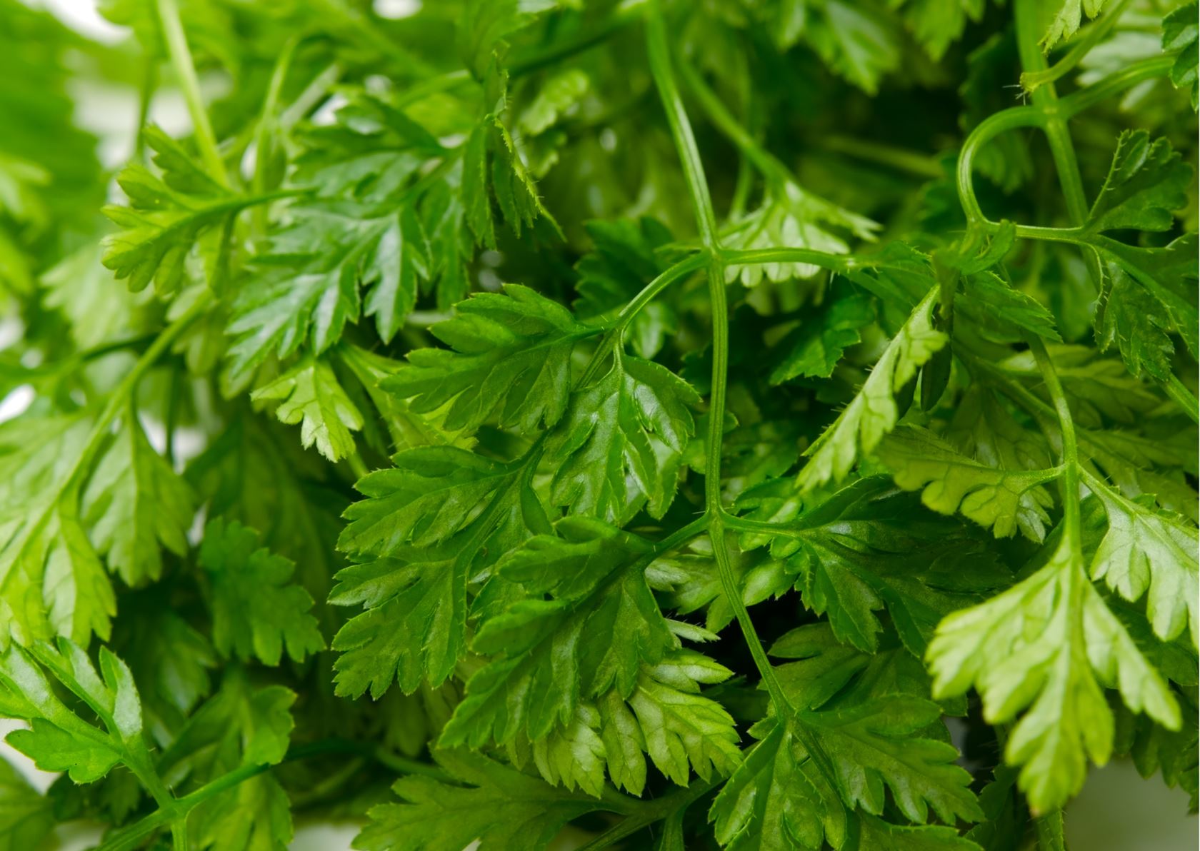 Chervil - pot ø13 cm (Anthriscus cerefolium)