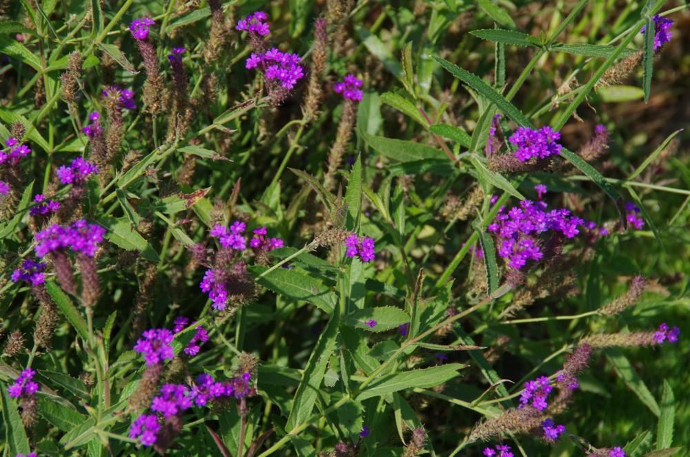 Plantenfiche-Verbena-rigida