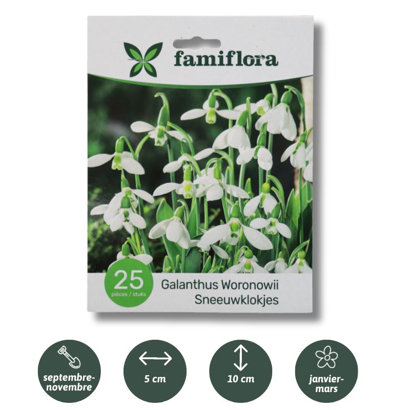 Galanthus-Woronowii-per-25