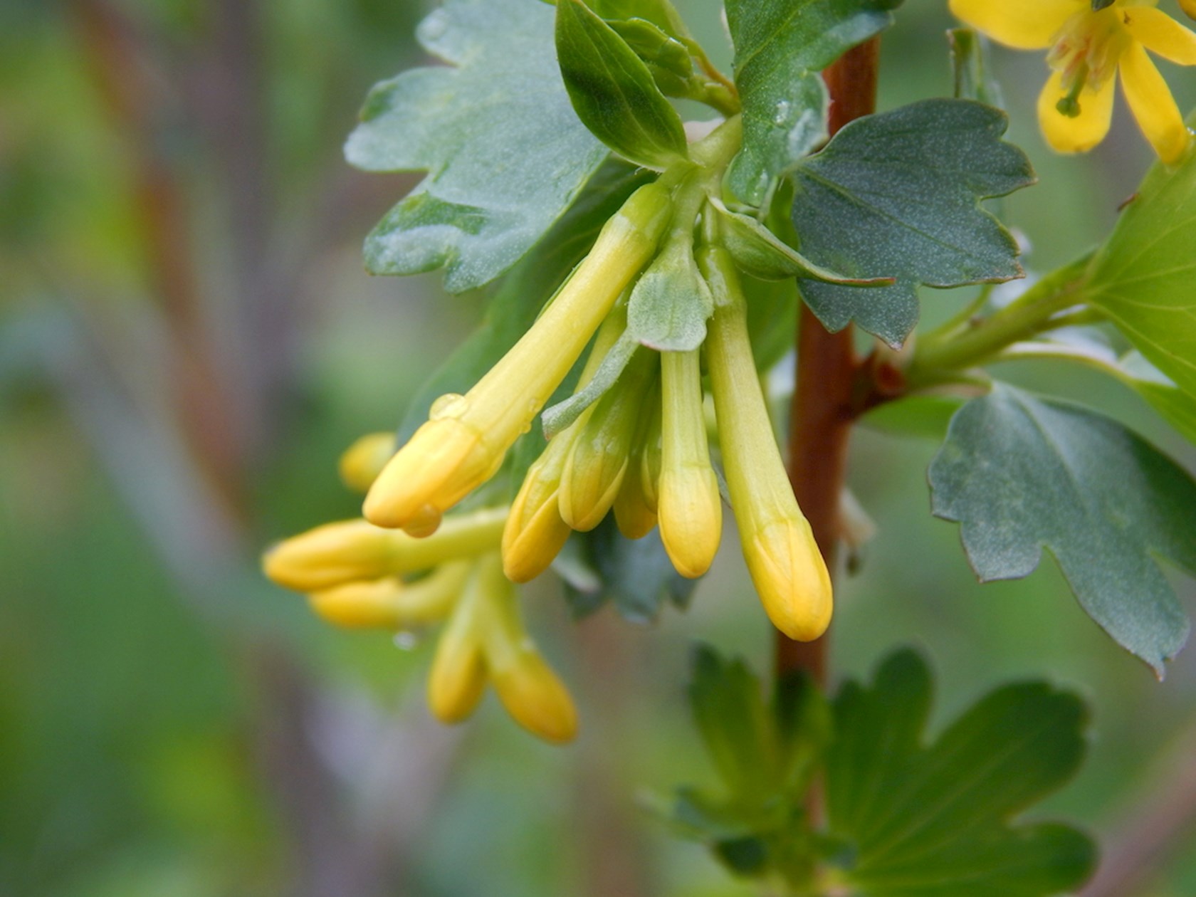 Plantenfiche-Ribes-odoratum-Gele-alpenbes-