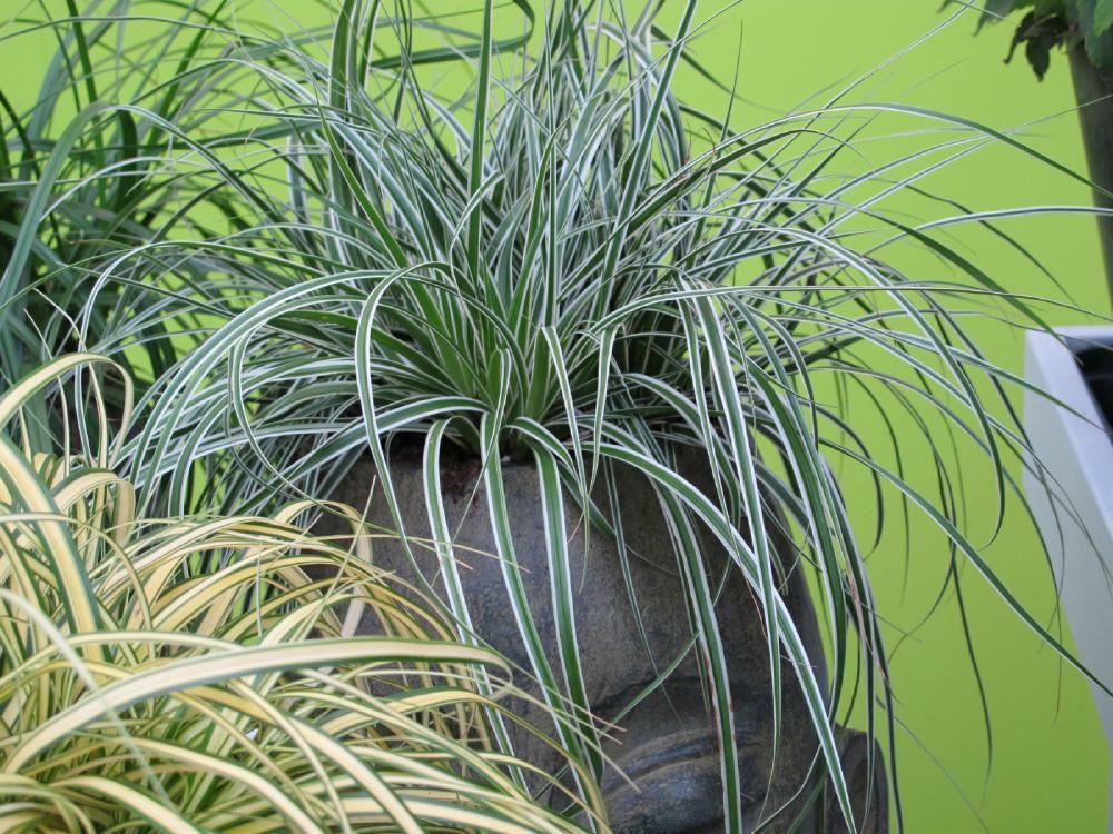 Plantenfiche-Carex-oshimensis-Fiwhite-