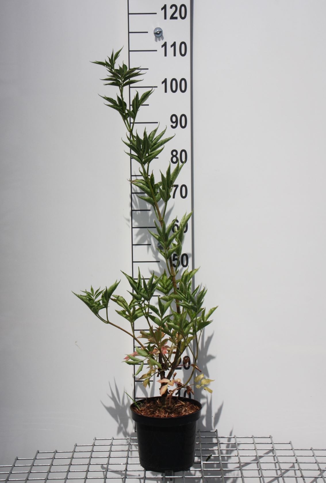 Sambucus nigra - pot - 50-60 cm