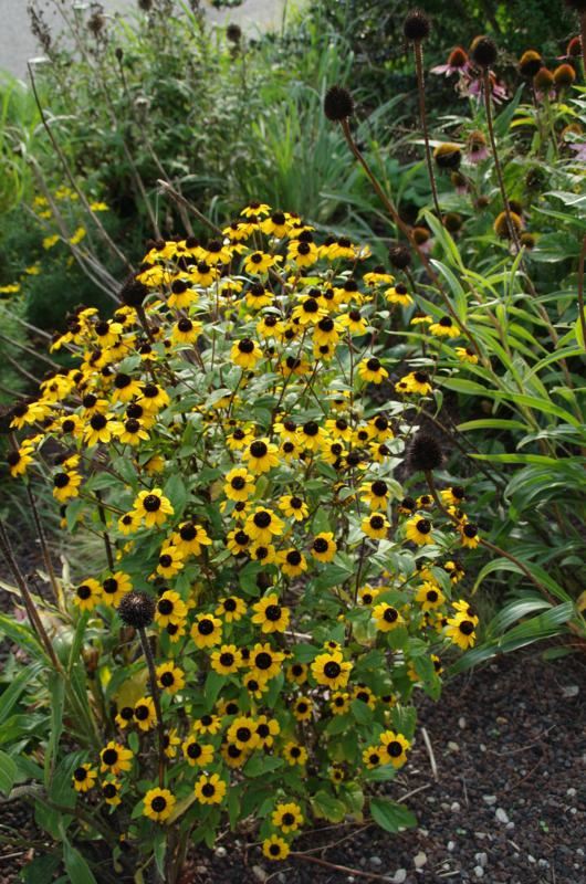 Plantenfiche-Rudbeckia-triloba