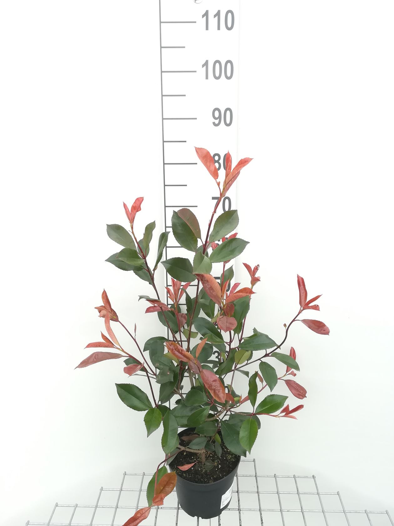 Photinia x fraseri 'Red Robin' - pot - 40-60 cm