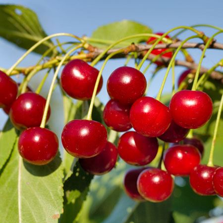 Prunus avium 'Hedelfinger Riesenkirsche' - racines nues - Touffu