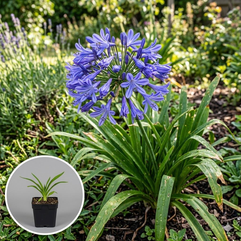 Agapanthus-africanus-pot-9x9-cm