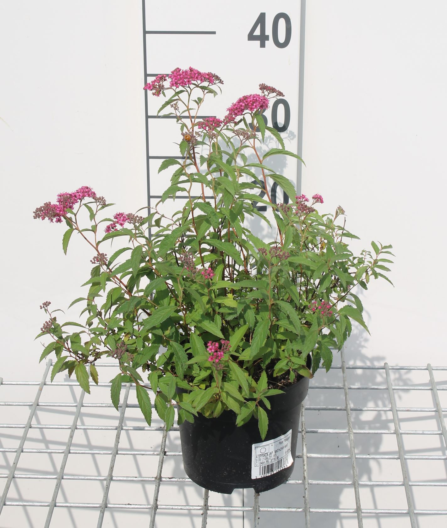 Spiraea japonica 'Anthony Waterer' - pot 1,3L - 20-25 cm