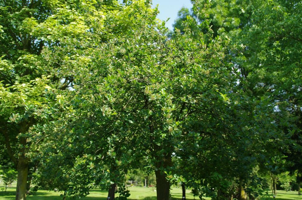 Plantenfiche-Aronia-melanocarpa
