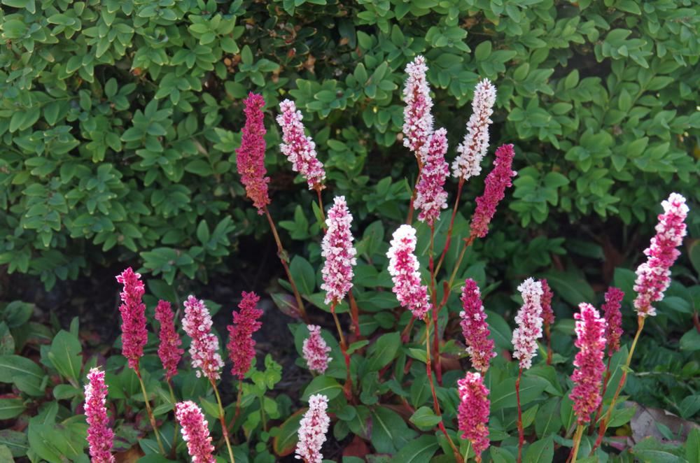 Plantenfiche-Persicaria-affinis-Darjeeling-Red-