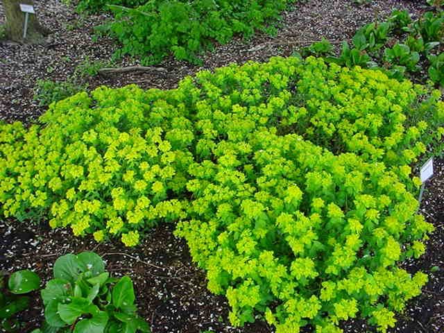 Plantenfiche-Euphorbia-epithymoides