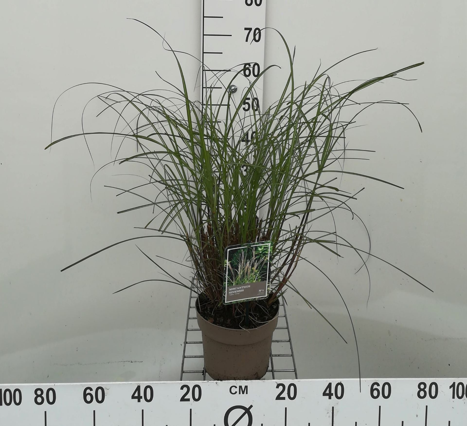 Miscanthus sinensis 'Yaku Jima' - pot 3L