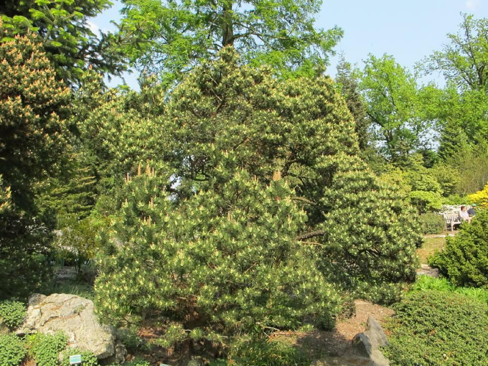 Plantenfiche-Pinus-mugo-subsp-mugo