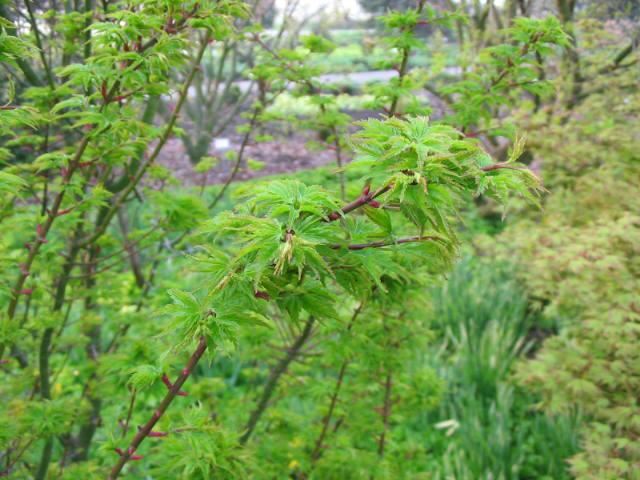 Plantenfiche-Acer-palmatum-Shishigashira-