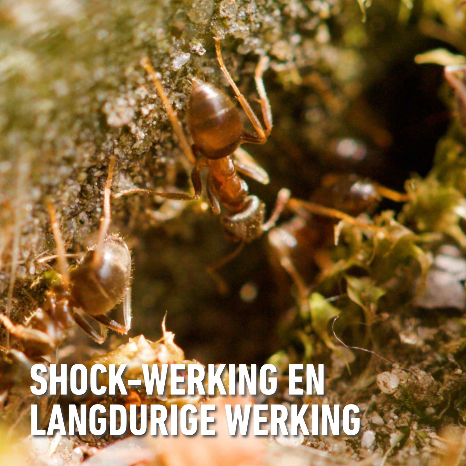 Barriere-insect-mirazyl-gran-400gr