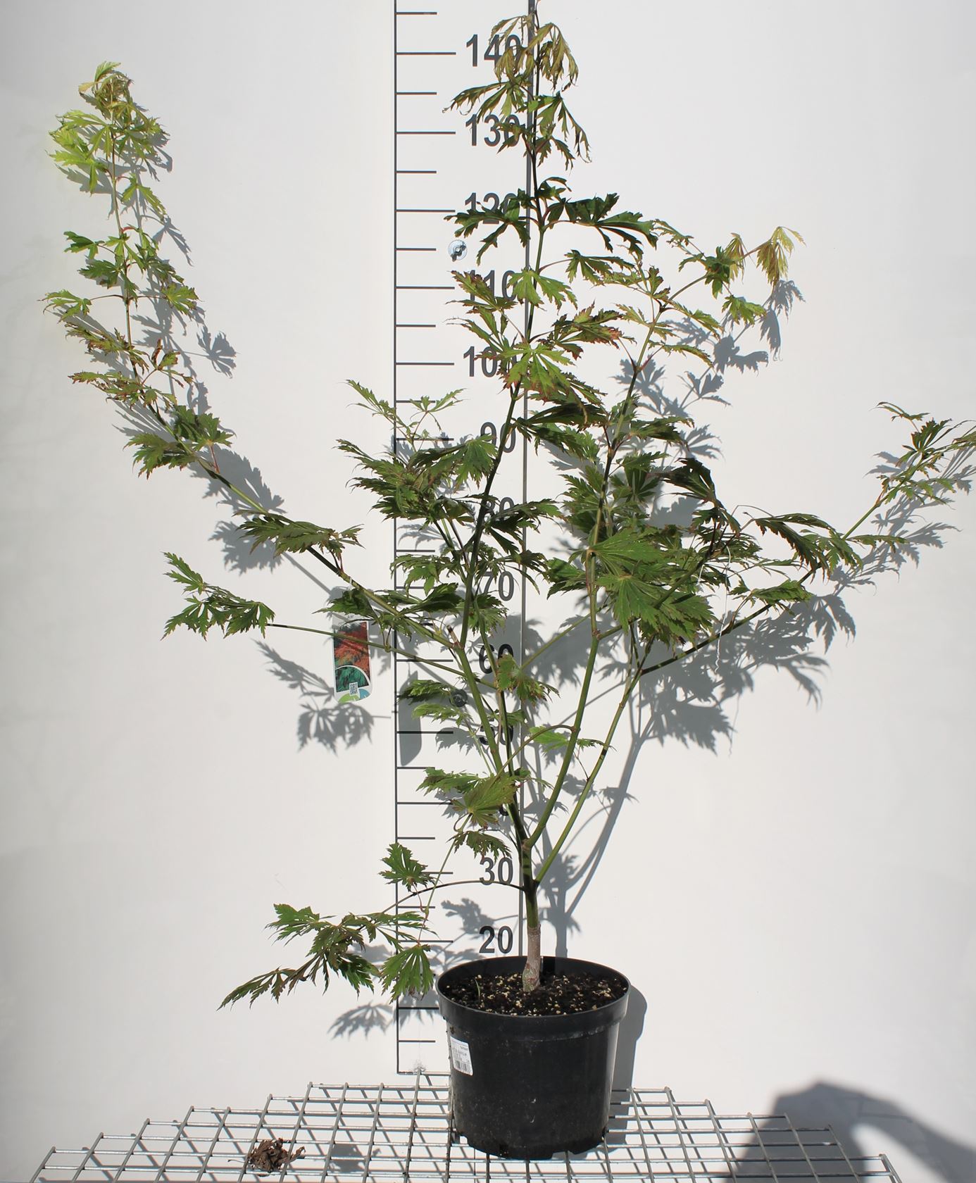 Acer japonicum 'Aconitifolium' - pot - 60-80 cm