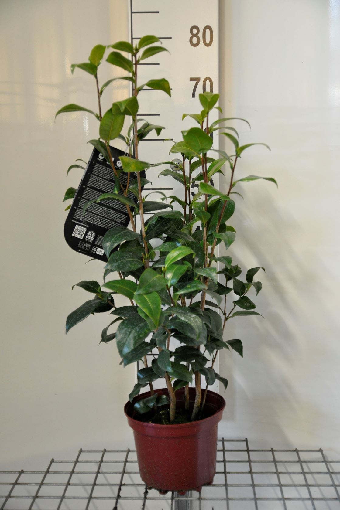 Camellia japonica wit - pot 3L - 50-60 cm