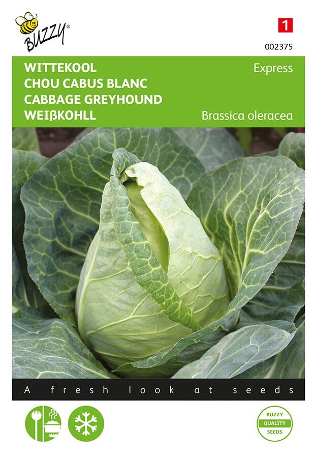 Buzzy® White cabbage seeds - Express