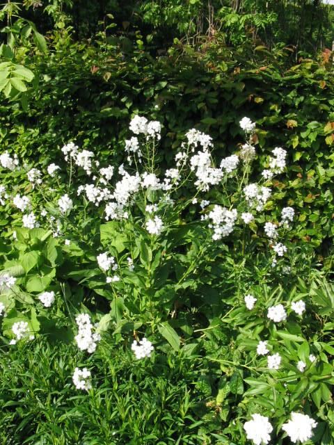 Plantenfiche-Hesperis-matronalis-Alba-