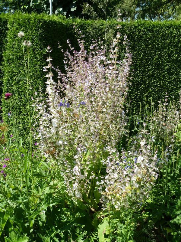 Plantenfiche-Salvia-sclarea