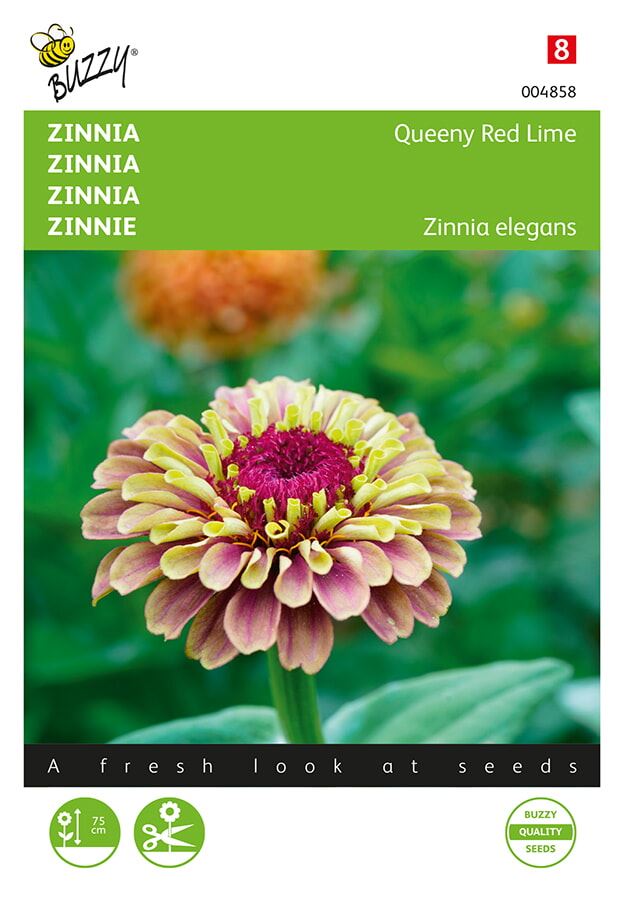 Buzzy-Zinnia-elegans-Queeny-Lime-Red
