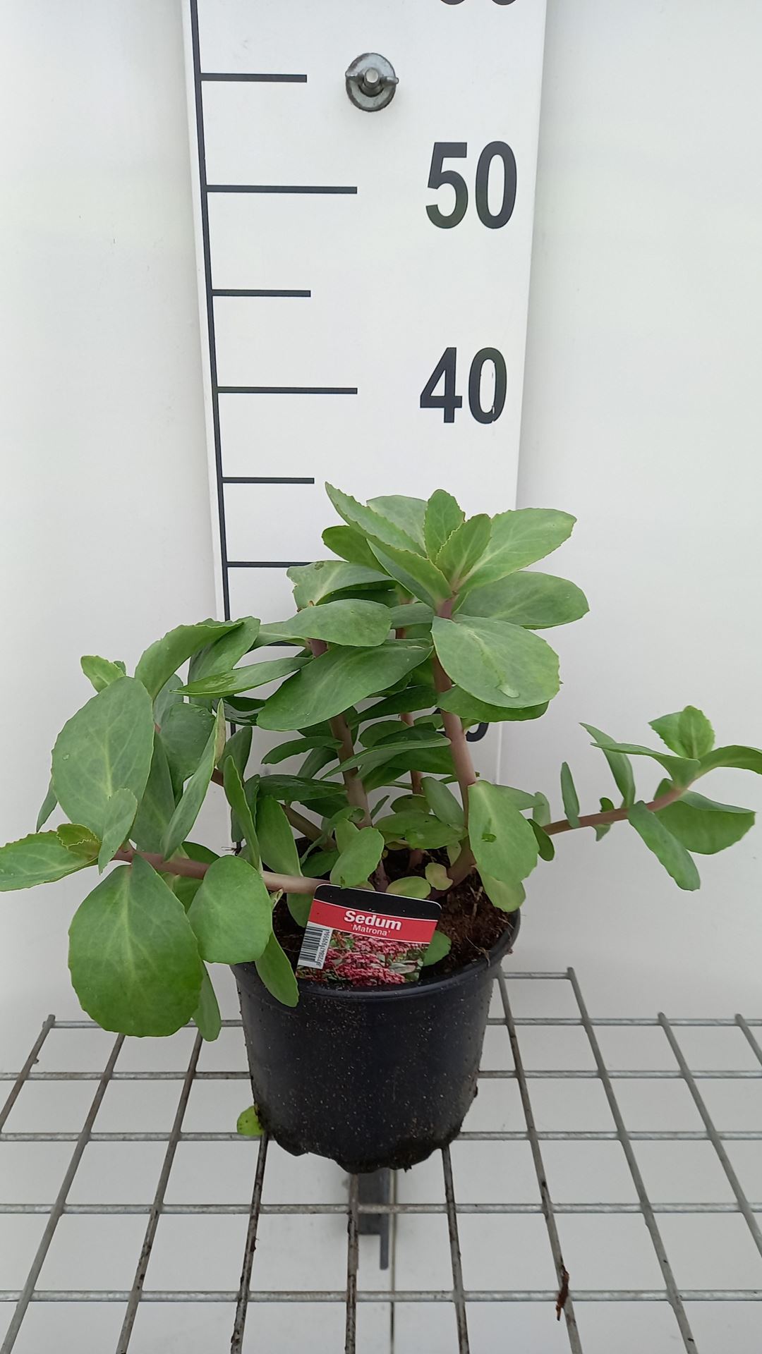 Sedum 'Matrona' - pot 2L