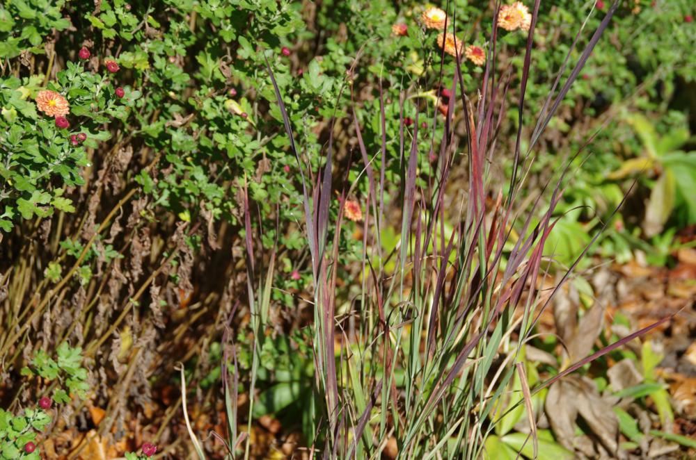 Plantenfiche-Panicum-virgatum-JOZ276-