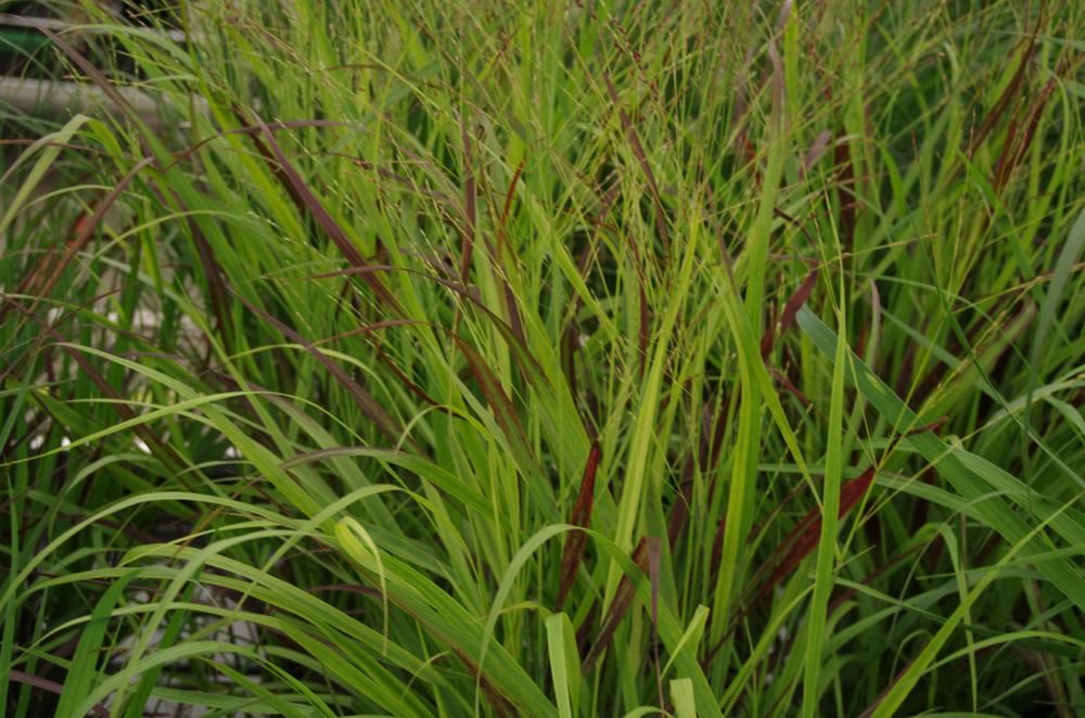 Plantenfiche-Panicum-virgatum-Sangria-