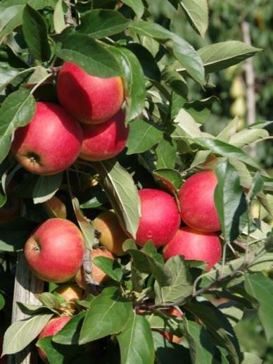 Malus domestica 'Elstar' (Bougie, Cpro Elstar, Elstar van Vliet) - pot - semi-stem tree