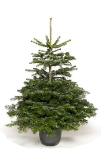 Abies-nordmanniana-175-200-cm-C15