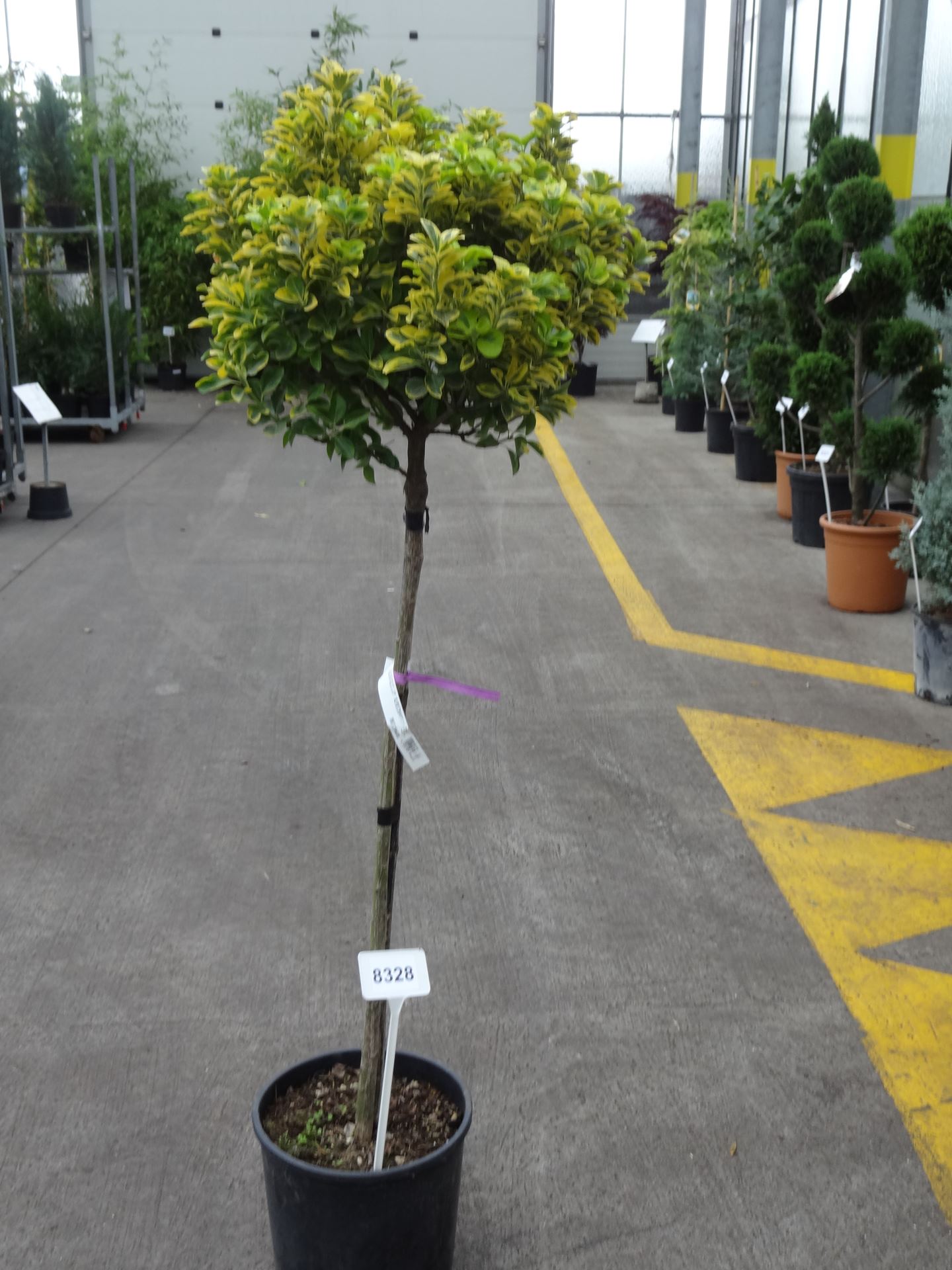 Euonymus japonicus 'Aureomarginatus' - pot 18L - semi-stem tree
