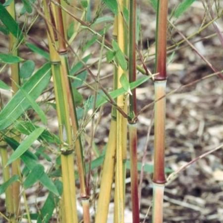 Phyllostachys aureosulcata 'Aureocaulis' - pot 10L - 125-150 cm