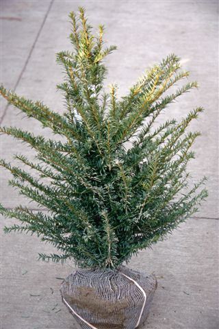 Taxus baccata - motte de terre - 60-80 cm - Touffu