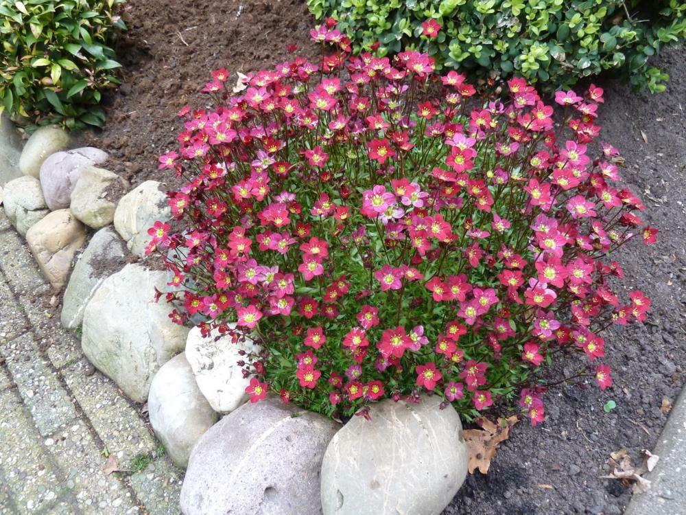 Plantenfiche-Saxifraga-Peter-Pan-