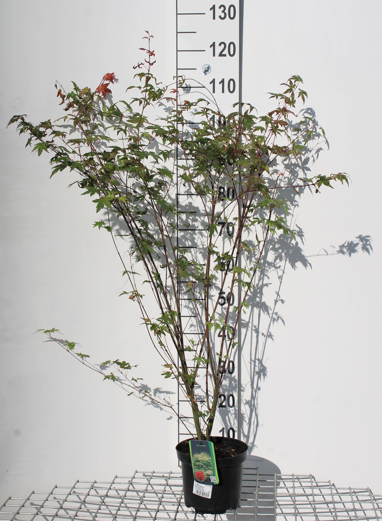 Acer palmatum - pot - 50-60 cm