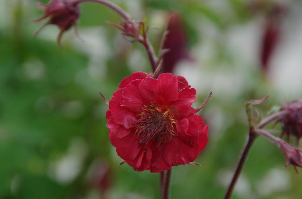 Plantenfiche-Geum-rivale-Flames-of-Passion-