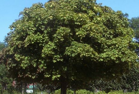 Acer platanoides 'Globosum' - blote wortel - halfstam boom