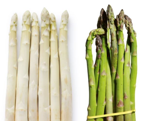 Debaere asperges racines annuelles 'Voltaire' - lot de 10 plantes