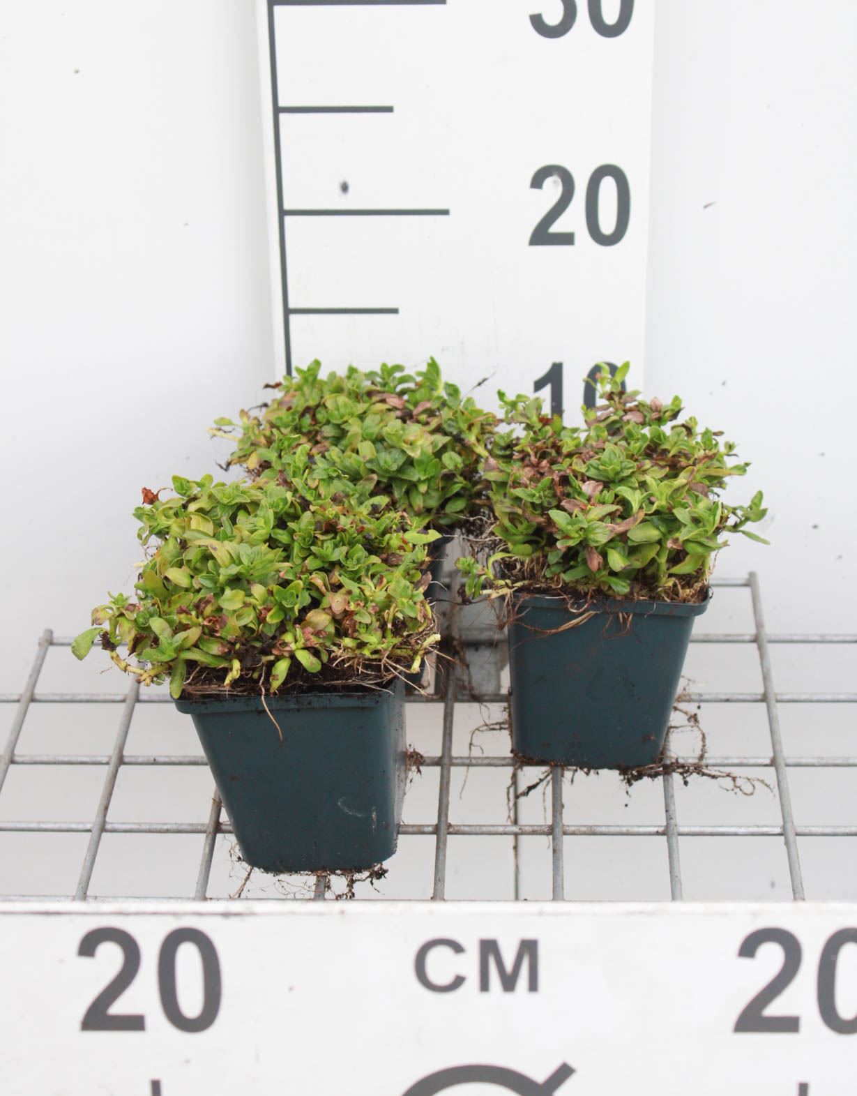 Mentha cervina - pot 9x9 cm