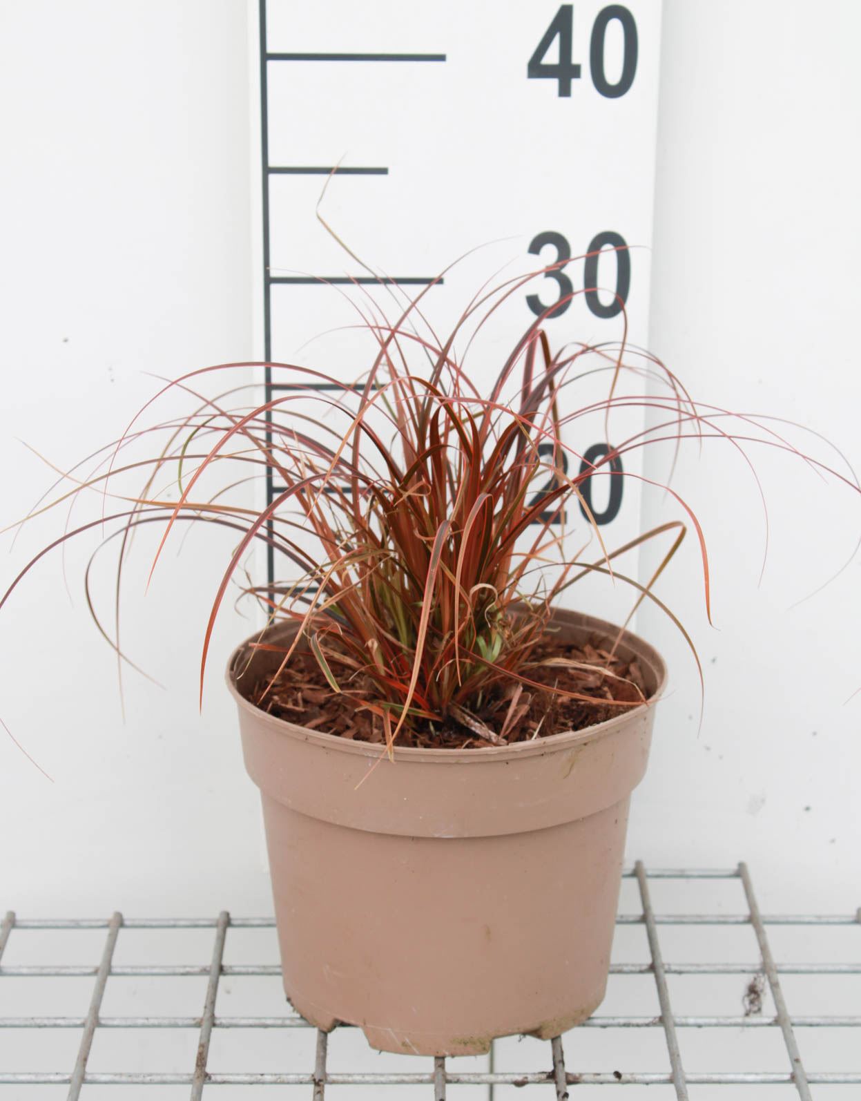 Uncinia 'Belindas Find' (Everflame) - pot 3L