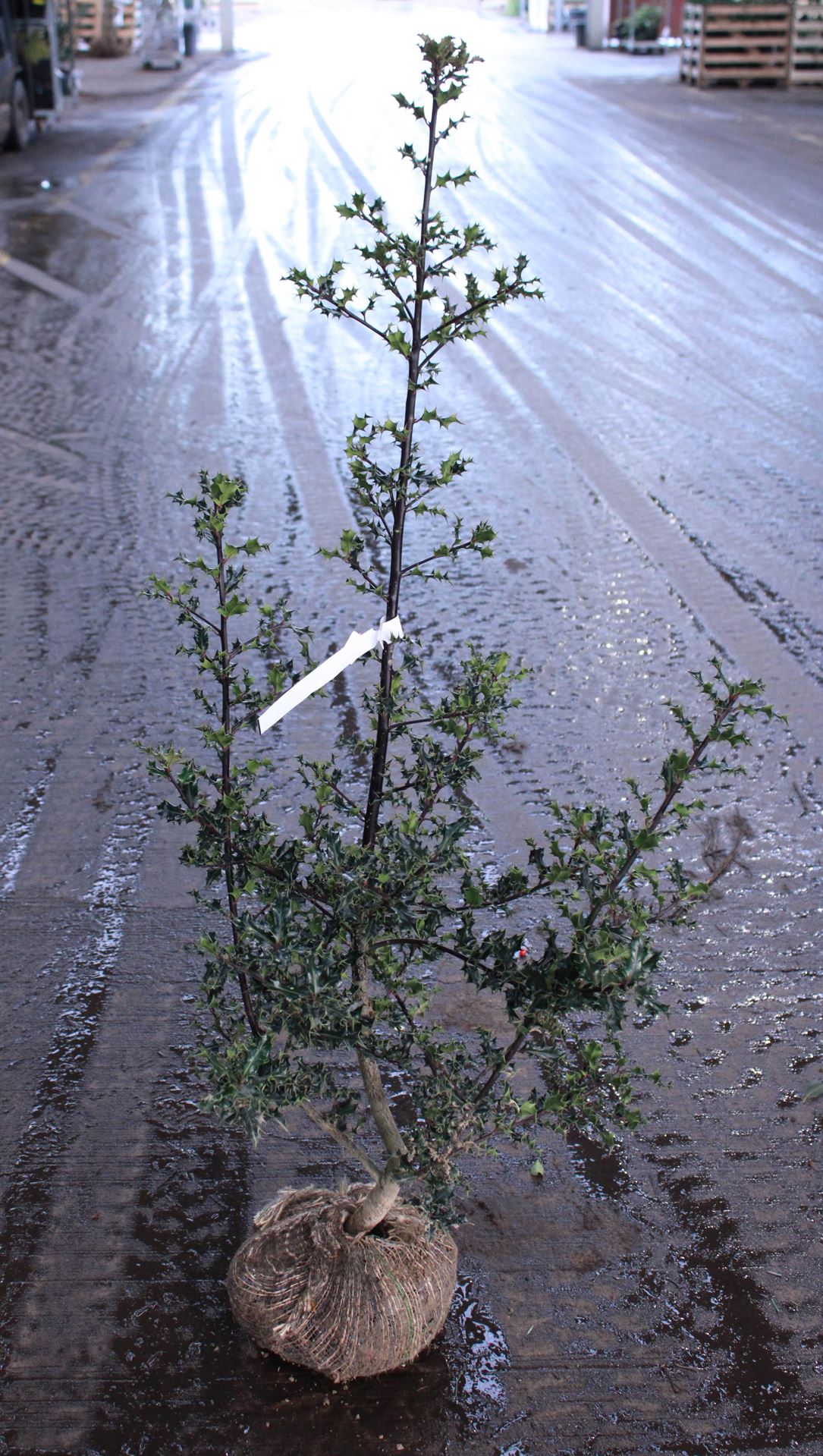 Ilex aquifolium - aardekluit - 100-125 cm