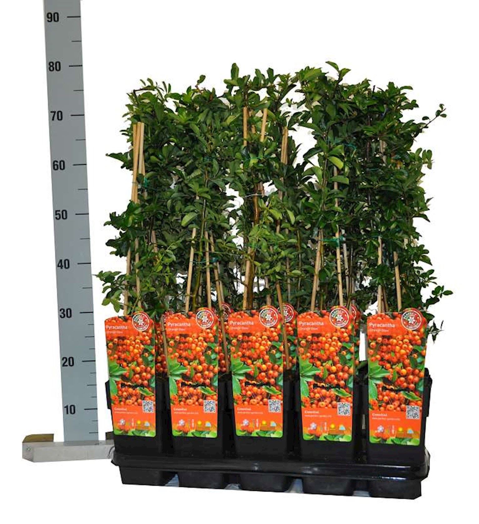 Pyracantha 'Orange Glow' - pot - 60-80 cm