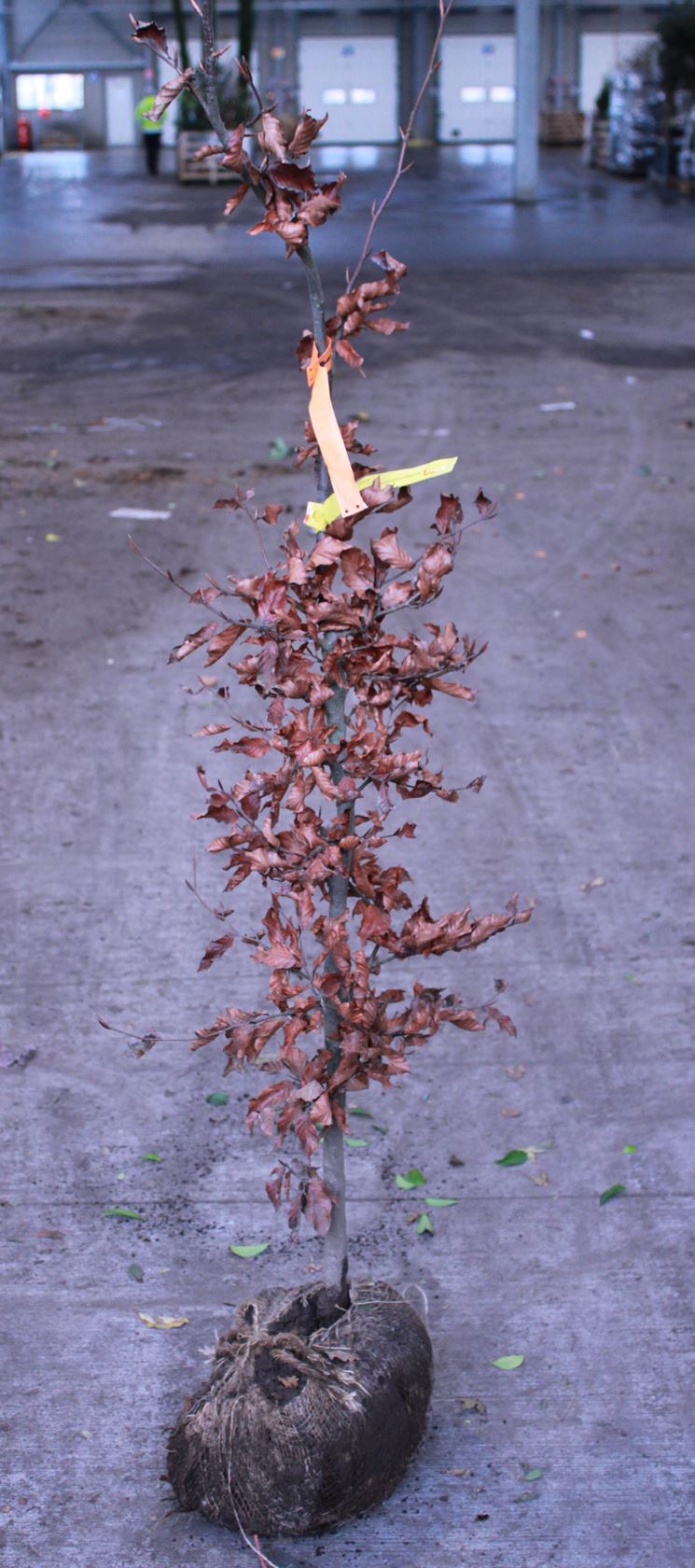 Fagus sylvatica 'Atropunicea' - motte de terre - 150-175 cm