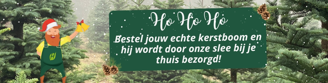 echte kerstbomen