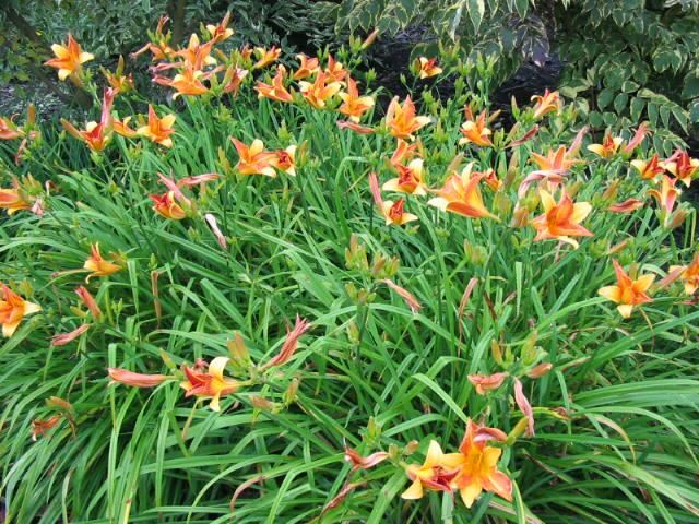Plantenfiche-Hemerocallis-Frans-Hals-