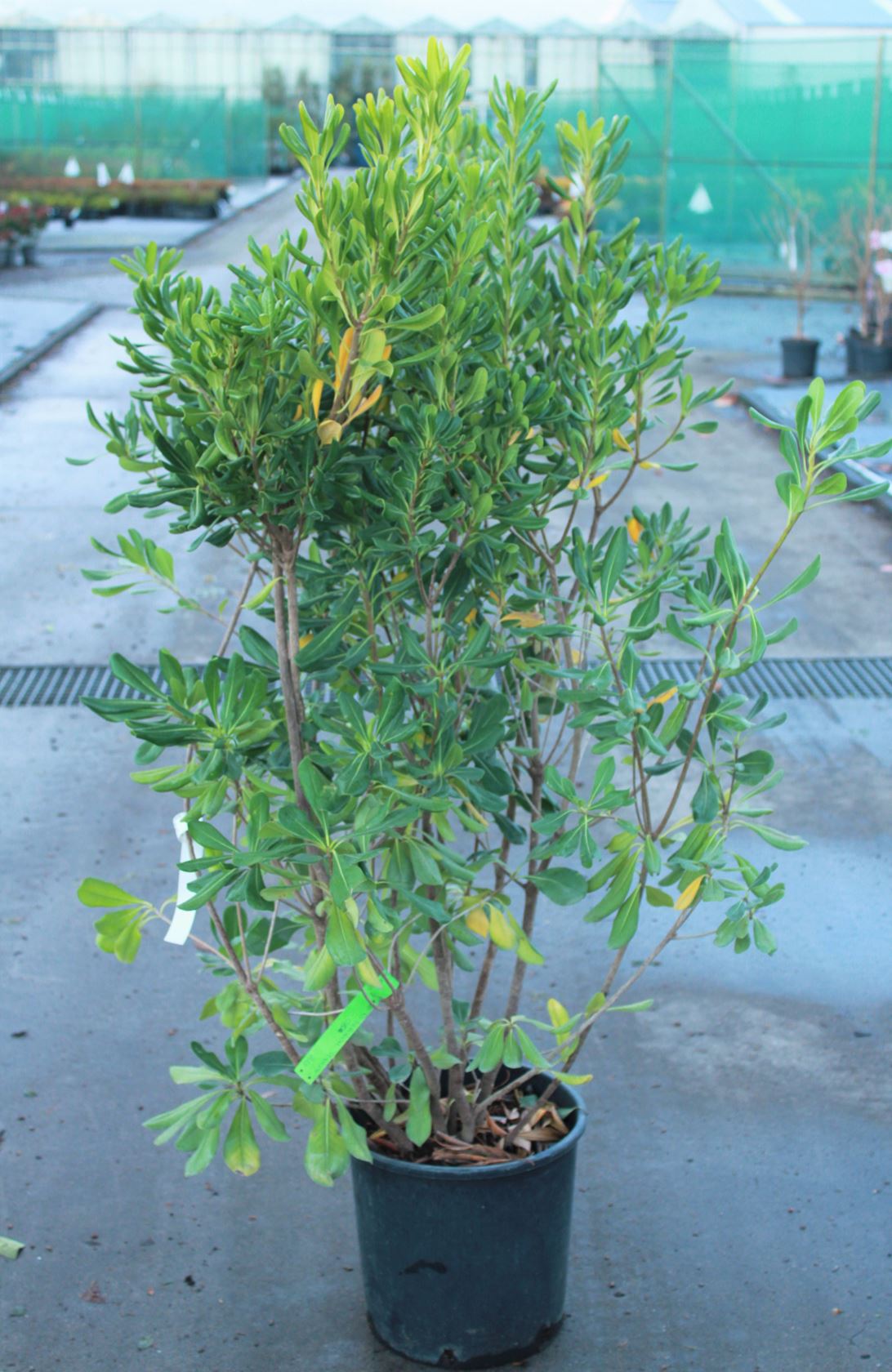 Pittosporum tobira - pot 18L - 100-125 cm