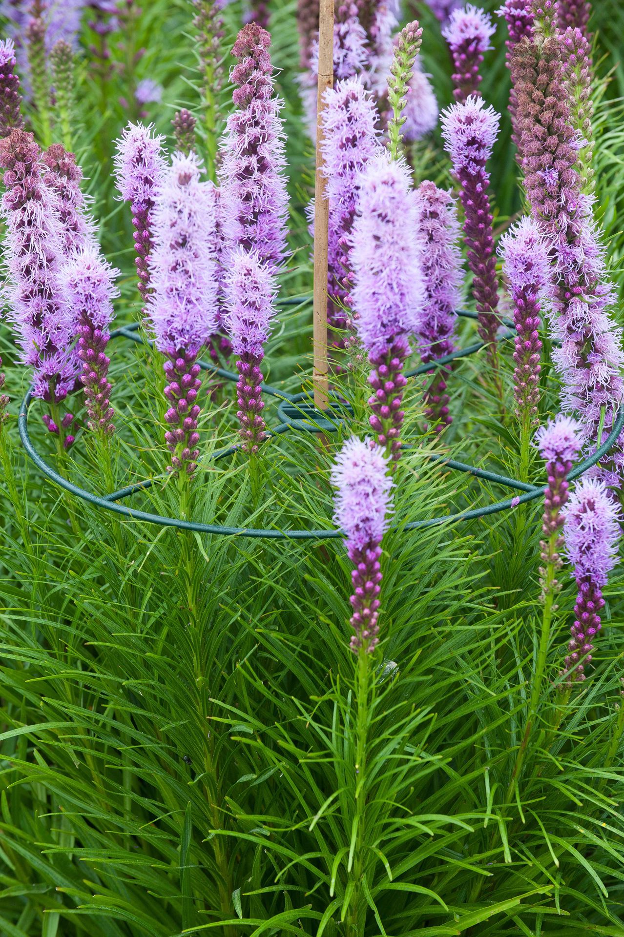 Plantensteunen-30cm-set-a-3-stuks